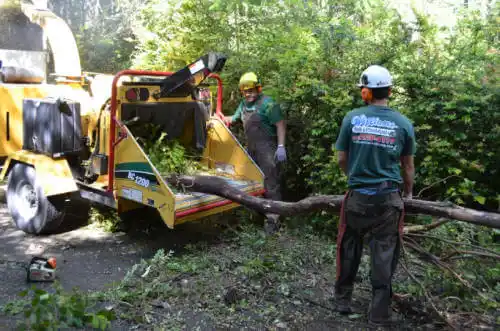 tree services Westlake